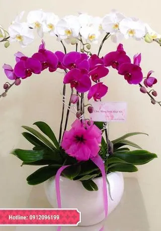 Chậu Lan Hồ Điệp Đa Sắc Tinh Tế