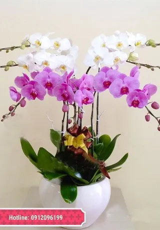 Chậu Lan Hồ Điệp Đa Sắc Sang Trọng