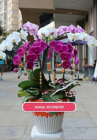 Chậu Lan Hồ Điệp Đa Sắc Huyền Diệu