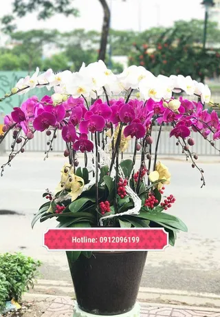 Chậu Lan Hồ Điệp Đa Sắc Thịnh Vượng