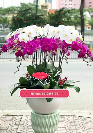 Chậu Lan Hồ Điệp Đa Sắc Thành Công
