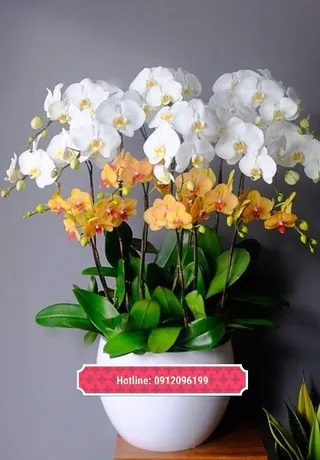 Chậu Lan Hồ Điệp Đa Sắc Tinh Khôi