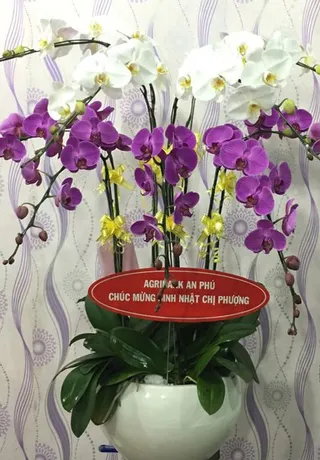 Chậu Lan Hồ Điệp Đa Sắc Tinh Khiết