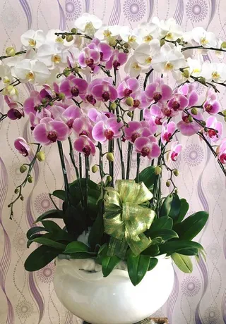 Chậu Lan Hồ Điệp Đa Sắc Hoàn Hảo