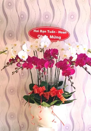Chậu Lan Hồ Điệp Đa Sắc Hồn Nhiên