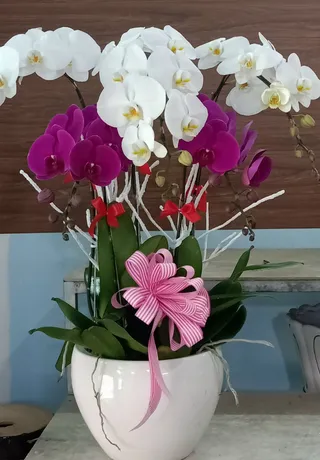 Chậu Lan Hồ Điệp Đa Sắc 41