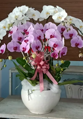 Chậu Lan Hồ Điệp Đa Sắc 42