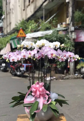 Chậu Lan Hồ Điệp Đa Sắc 43