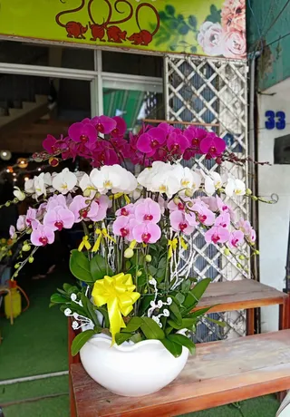 Chậu Lan Hồ Điệp Đa Sắc 44