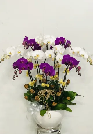 Chậu Lan Hồ Điệp Đa Sắc 45