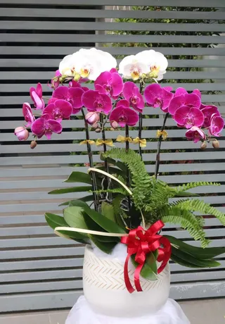 Chậu Lan Hồ Điệp Đa Sắc 46