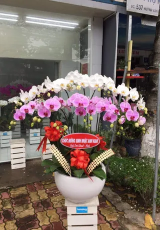 Chậu Lan Hồ Điệp Đa Sắc 47