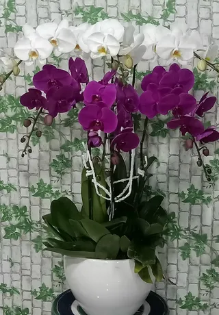 Chậu Lan Hồ Điệp Đa Sắc 49