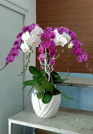 Chậu Lan Hồ Điệp Đa Sắc 51