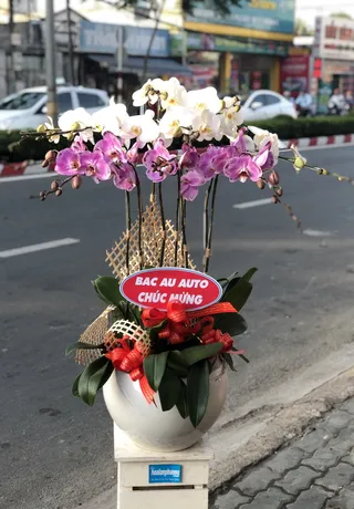 Chậu Lan Hồ Điệp Đa Sắc Tất Niên