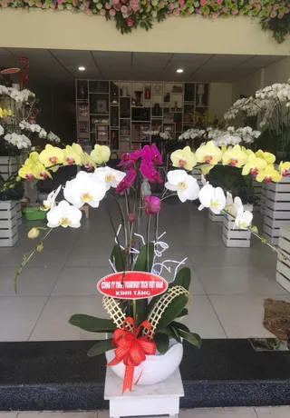 Chậu Lan Hồ Điệp Đa Sắc Đại Hội