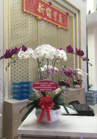 Chậu Lan Hồ Điệp Đa Sắc Thăng Chức