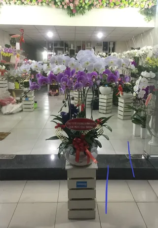 Chậu Lan Hồ Điệp Đa Sắc Ngày Lễ