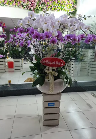 Chậu Lan Hồ Điệp Đa Sắc Đoàn Tụ