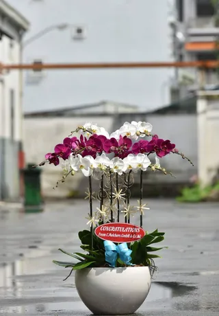 Chậu Lan Hồ Điệp Đa Sắc Sum Họp