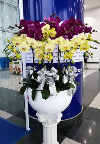 Chậu Lan Hồ Điệp Đa Sắc Kỉ Niệm