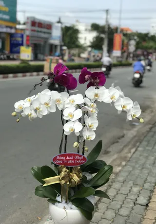 Chậu Lan Hồ Điệp Đa Sắc Cưới Hỏi