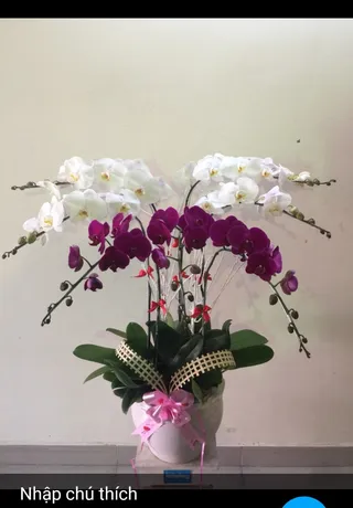 Chậu Lan Hồ Điệp Đa Sắc Mừng Thọ