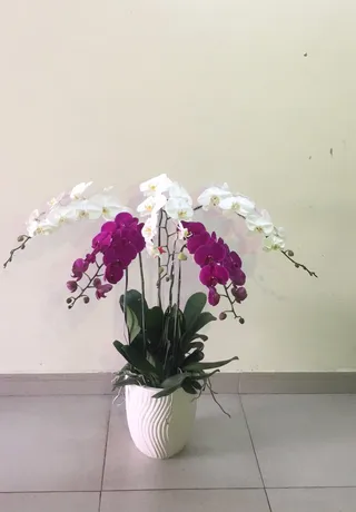 Chậu Lan Hồ Điệp Đa Sắc Chúc Tết