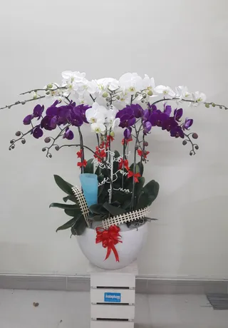 Chậu Lan Hồ Điệp Đa Sắc Sinh Nhật