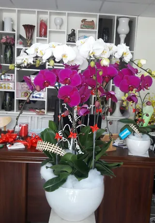 Chậu Lan Hồ Điệp Đa Sắc Tân Gia