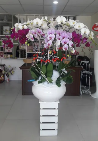 Chậu Lan Hồ Điệp Đa Sắc Khánh Thành