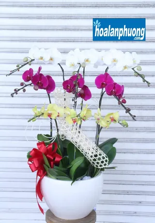 Chậu Lan Hồ Điệp Đa Sắc Động Thổ