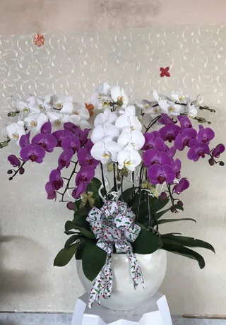 Chậu Lan Hồ Điệp Đa Sắc Khai Trương