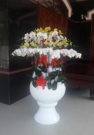 Chậu Lan Hồ Điệp Đa Sắc Chúc Mừng