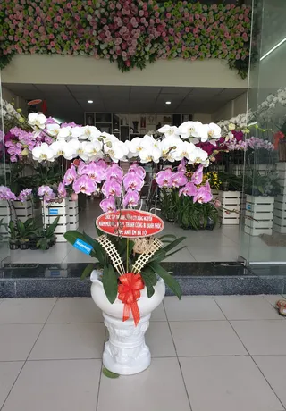 Chậu Lan Hồ Điệp Đa Sắc Tặng Sếp