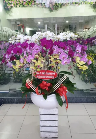 Chậu Lan Hồ Điệp Đa Sắc Dễ Thương