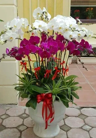 Chậu Lan Hồ Điệp Đa Sắc Cát Tường