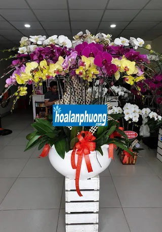 Chậu Lan Hồ Điệp Đa Sắc Như Ý