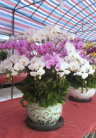 Chậu Lan Hồ Điệp Đa Sắc  Tốt Lành