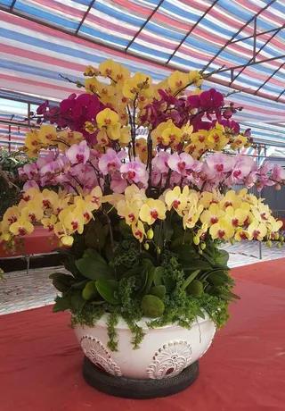 Chậu Lan Hồ Điệp Đa Sắc Hoàn Mỹ