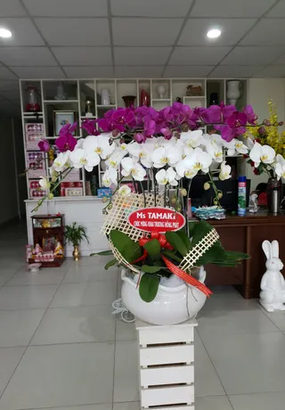 Chậu Lan Hồ Điệp Đa Sắc Trang Nhã