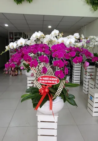 Chậu Lan Hồ Điệp Đa Sắc Đẳng Cấp