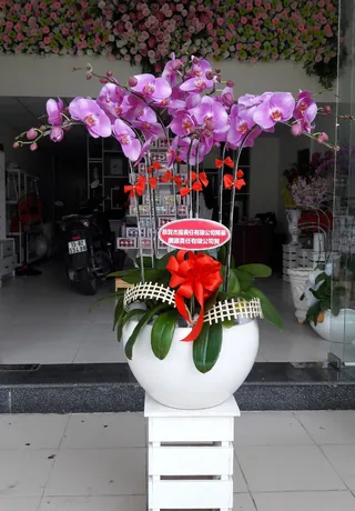Chậu Lan Hồ Điệp Hải Phòng 01