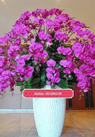 Chậu Lan Hồ Điệp Hải Phòng 03