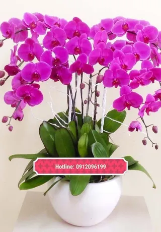 Chậu Lan Hồ Điệp Hải Phòng 04