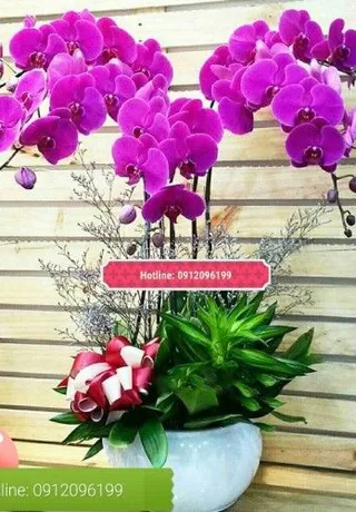 Chậu Lan Hồ Điệp Hải Phòng 06