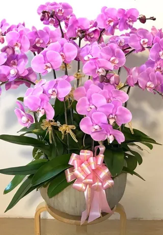 Chậu Lan Hồ Điệp Hải Phòng 07