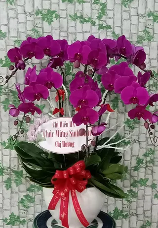 Chậu Lan Hồ Điệp Hải Phòng 10
