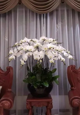 Chậu Lan Hồ Điệp Hải Phòng 15