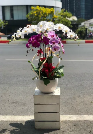 Chậu Lan Hồ Điệp Hải Phòng 21